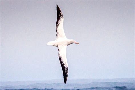  Albatros Een vogel die de grenzen van de lucht verlegt en de golven van de zee overtreedt!