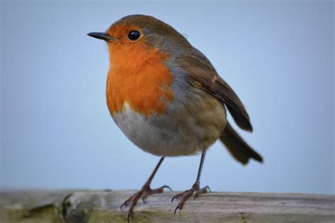  Carnavalvink: Een Zonderling vogeltje met een Geblukte Borst die Fluistert en Zingt als een Kleine Muzikant!