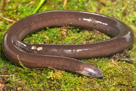  Caudata! Deze slangachtige amfibie met vier poten kan zich regenereren en ademt zowel door de huid als de longen