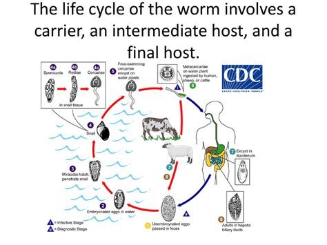  Heterophyes Heterophyes: Een Kleine Worm met een Grote Reis!  