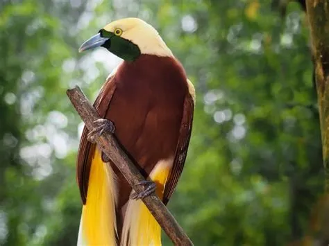  Paradijsvogels: Een blik op de meest flamboyante vogelaar van de regenwouden!