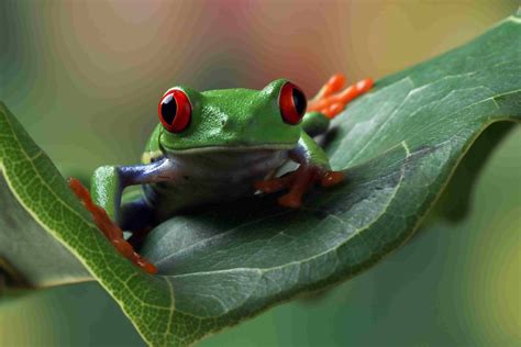  Red-Eyed Tree Frog: Discovering A Master of Camouflage That Thrives on a Nocturnal Diet!