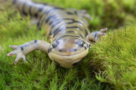  Tiger Salamander: Een fascinerende amfibie met zowel een aquatisch als een terrestriële fase!