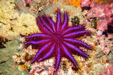  Tubularia! Een Kleine Zeesterren-Imitator die zich Verschuilt in de Kelpbossen