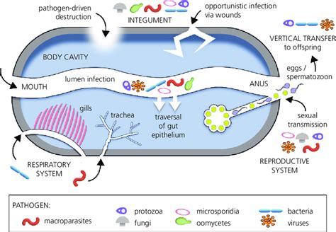  Xenosporidium! Een Parasiet met een Voorliefde voor Ongewervelde Dieren