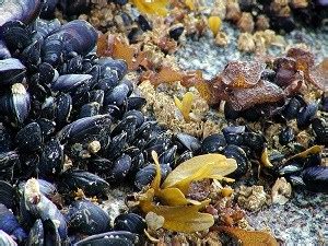  Yellow Mussel:  Een verborgen juweel die de intergetijdenzone beheerst met een onwaarschijnlijk sterke grip!