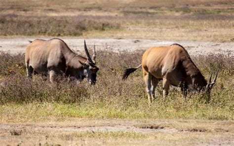  Eland! Ontdek de machtige grazer met een majestueuze aanwezigheid en een ontembaar instinct