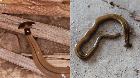  Flatworms! De onbekende schoonmakers van onze bossen