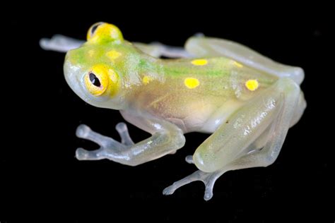  Glass Frog: Een Amphibie Met Glazen Huid Die Doorzichtbaar Is Voor Zijn Omgeving!