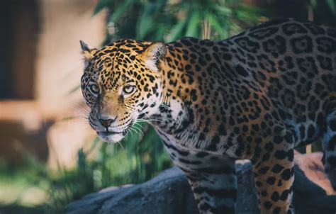  Jaguar: Een nacht roofdier met vlekken die doet denken aan een levendige abstracte kunstwerk!