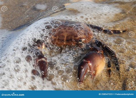  Lobster!  Een meesterlijke camouflagekunstenaar met een krachtige schaarbeencocktail.