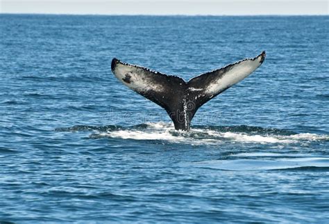  Walvisvin: Een Kleine Wonder van de Onderwaterwereld die Geluidproducerend en Schelpdrager is!