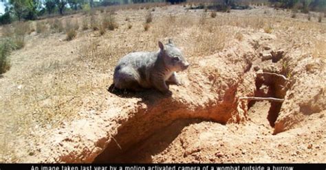  Wombat: Een grazende schepper van ondergrondse gangen en een meester in de kunst van de achterwaartse verdediging!