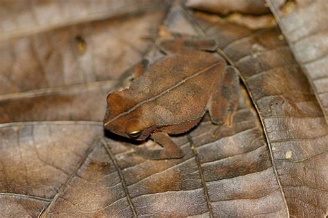  Xanthrophus! A Curious Case of Amphibians Hiding in Plain Sight